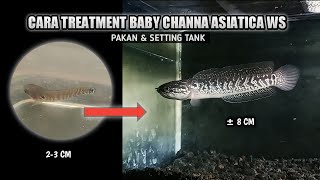 Cara Treatment Baby Channa Asiatica WS  Pakan amp Setting Tank [upl. by Akinnej979]