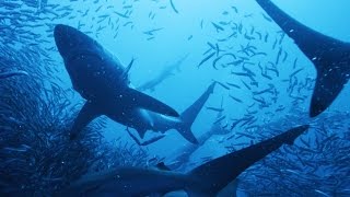 Blacktip Sharks vs 10 Million Anchovies [upl. by Ahsiam361]