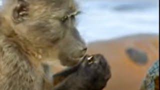 Wild Monkeys Eating Shark Eggs on Low Tide  BBC Studios [upl. by Aihselat]