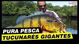 PURA PESCA TUCUNARÉS GIGANTES NA SUPERFÍCIE Rio Caurés [upl. by Luhar687]