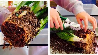 How to Propagate a Snake Plant  Dividing Pups [upl. by Asseral]