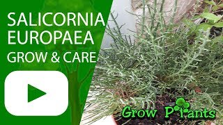 Salicornia europaea  grow care Harvest and Eat [upl. by Fernald]