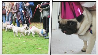 PUG PARTY Ellies 1st Birthday  MoreTDM [upl. by Etterraj]