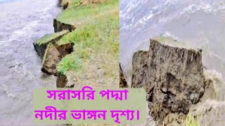 সরাসরি পদ্মা নদীর ভাঙ্গন দৃশ্য।Direct view of Padma river break। পদ্মা নদী। ভাঙ্গন। [upl. by Elton]