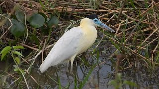 The charming Capped Heron in Pantanal  Brazil Sept 2023 [upl. by Elyad]