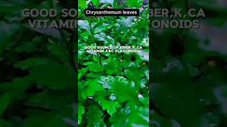 Crysanthemum leaves🌿🌿healthyliving plants naturel medicinal gardening medicinalplants [upl. by Ian]