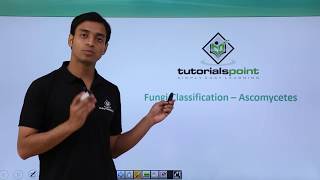 Class 11th – Fungi Classification – Ascomycetes  Biological Classification  Tutorials Point [upl. by Grimona543]