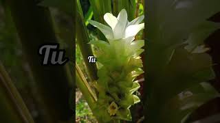 Turmeric flowering part medicinalplantherbaceousplantperennialfamily zingiberaceaenaturelover [upl. by Isak]