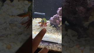 Mantis Shrimp Tries To Break Glass Aquarium CRAZY shorts [upl. by Bullough]