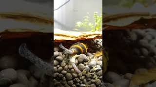 shorts my assassin snails munching on detritus worms  Assassin Snail on work  bumblebee snail [upl. by Sirrap256]