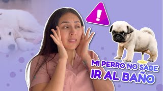 CÓMO ENSEÑARLE A UN PERRO A IR AL BAÑO 100 FÁCIL Y EFECTIVO  TataVeterinaria [upl. by Breen]