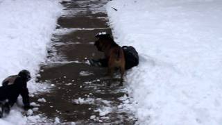 Bull Mastiff attacks defenseless children [upl. by Ruskin]