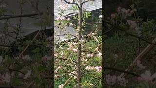 mm111 apple rootstock apple trending viral youtubeshorts defendershorts [upl. by Horten]