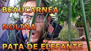 Cómo cuidar y trasplantar una pata de elefante nolina o beaucarnea BEAUCARNEA RECURVATA [upl. by Malin295]