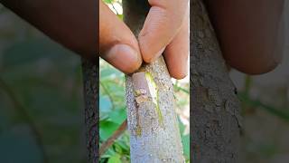 Grafting Fig Tree Very Easy 1 grafting [upl. by Lundgren]