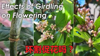 Does Girdling Promote Flowering  Effect of Girdling on Flowering  How to Girdle Fruit Trees 环割促花 [upl. by Dido]