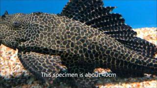 Hints on how to keep the Large Spotted Pleco [upl. by Treblig]