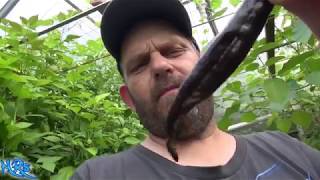 ⟹ Pasilla Bajio Pepper  Capsicum annuum  Pod Review 2019 [upl. by Smoot]