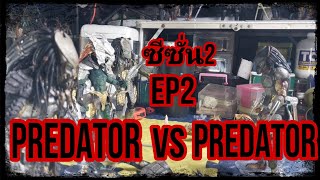 PREDATOR VS PREDATOR EP2 ซีซั่น2 [upl. by Urial]