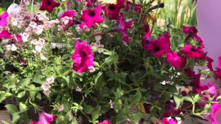 How to Revive Petunias  Grow Guru [upl. by Andreana514]