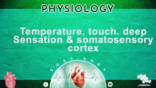 Revision of L5 temperature Touch Deep sensations and somatosensory cortex  physiology [upl. by Daile]