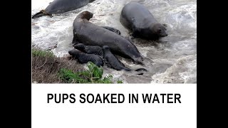 Tsunami waves distress California elephant seal colony [upl. by Ridinger604]