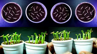 Adenium Seedlings Germination Process Step By Step  How To Grow Adenium From Seeds [upl. by Koren853]