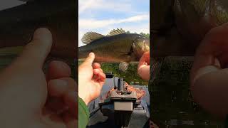 RIBBIT RIBBIT trending bassfishing fishing fun subscribe frogfishing topwaterbassfishing 🔥 [upl. by Anaderol]