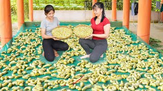 Harvest A Lot Of Silkworm Goes To The Countryside Market Sell  Farm Life  Phuong Daily Harvesting [upl. by Maitland]