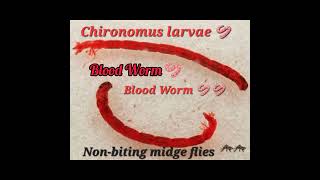 Blood WormRed Worm🪱 under Microscope 🔬🔬 Heartbeat💗💗 Chironomus larvae  Nonbiting midge Flies 🦟🦟 [upl. by Delija268]