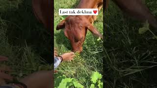 Gau seva ❤️❤️❤️ gaye cow cowfeed cowvideos cows [upl. by Naeloj]