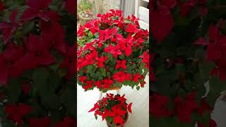 Turning my Poinsettias red for Christmas Part 4 [upl. by Cut]