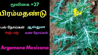 பிரம்மந்தண்டு செடிArgemone Mexicanapirammathandu herb [upl. by Burch]