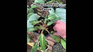 Homalomena sp papua ホマロメナ nature homalomena houseplants plants indoorplants terrariumplants [upl. by Alejandrina526]