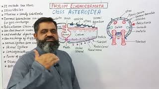 Asteroidea English medium profmasoodfuzail classasteroidea fypシ Echinodermata ytvideoes [upl. by Dahsraf]