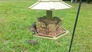 Birdcam 62414 Female Brownheaded Cowbirds call [upl. by Nosduh450]