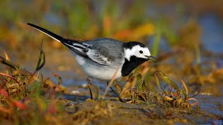 European birds – White wagtail Motacilla alba [upl. by Negaet618]