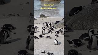 Boulders Beach  Table Mountain National Park  Capetown  South Africa africanpenguin tourism [upl. by Porett656]