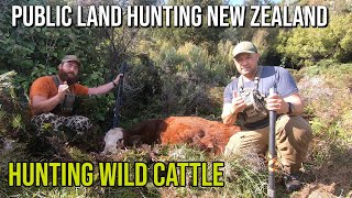 Shooting Wild Cattle in the Public Land of New Zealand [upl. by Yrret]