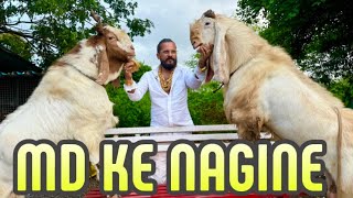 MD Goat Farm Ke 2 Nagine Available For You [upl. by Yorztif]