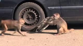 Monkeys ravage car at Longleat [upl. by Armilla]