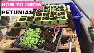 ✅ How to Grow Petunias from Seed  Start to Finish [upl. by Hanway616]