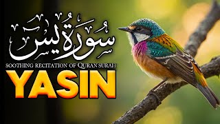 Surah YasinYaseen  Full With Arabic  Beautiful recitationیس سورہ 36006709editampnvaeus [upl. by Tirma946]