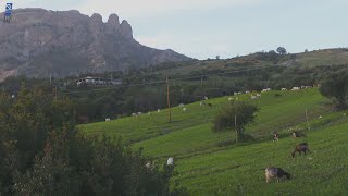 TERRA di MARI  Locride Greco e Mantonico Azze Anca Caciocavallo e Miele [upl. by Netsriik]