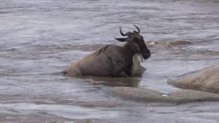 Wildebeest crossing Tanzania [upl. by Teena740]