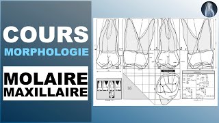 Morphologie  Molaire maxillaire  Cours  © [upl. by Ahseek]