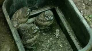 Burrowing Owl Chicks  Sacramento Zoo [upl. by Chaffin]