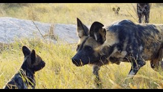 Robotic Spy Puppy Meets Wild Dogs [upl. by Emelita]