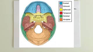 ANATOMİ12KONUCranium Kemikleri Etmoid Kemik [upl. by Zealand]