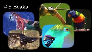 Top 6 Examples of Convergent Evolution [upl. by Lona]